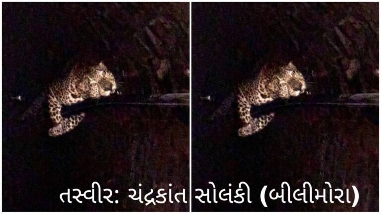 સાદકપોરમાં દીપડો કૂવામાં પડતાં રેસ્ક્યુ કરાયો