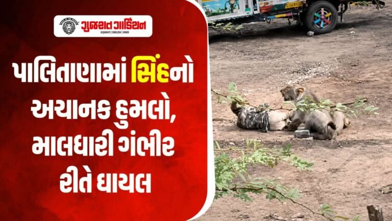 Bhavnagar: પાલિતાણામાં માલધારી પર સિંહનો જીવલેણ હુમલો, ગંભીર રીતે ઇજાગ્રસ્ત..