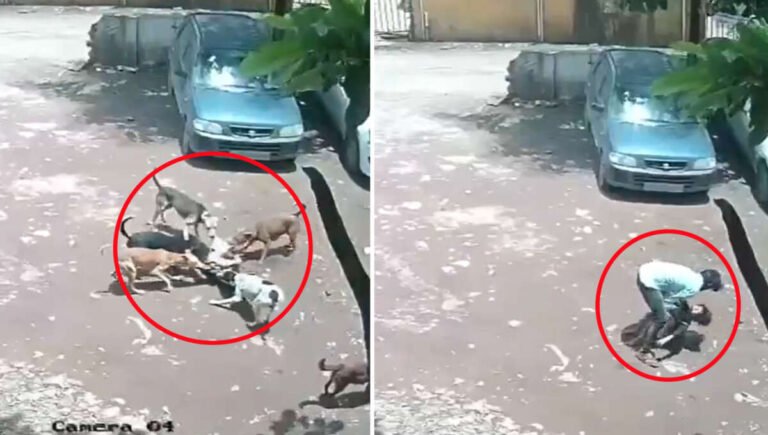 Video: 7 રખડતા કૂતરાઓએ 4 વર્ષની બાળકીને બચકાં ભર્યા, 80 ટાંકા લેવા પડ્યા