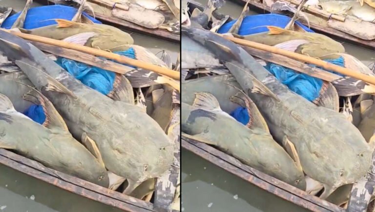 VIDEO: નેપાળના પૂર બાદ બિહારમાં પહોંચી ‘અજાણી’ માછલીઓ, સરકારે કહ્યું- ભૂલથી પણ ન ખાશો!