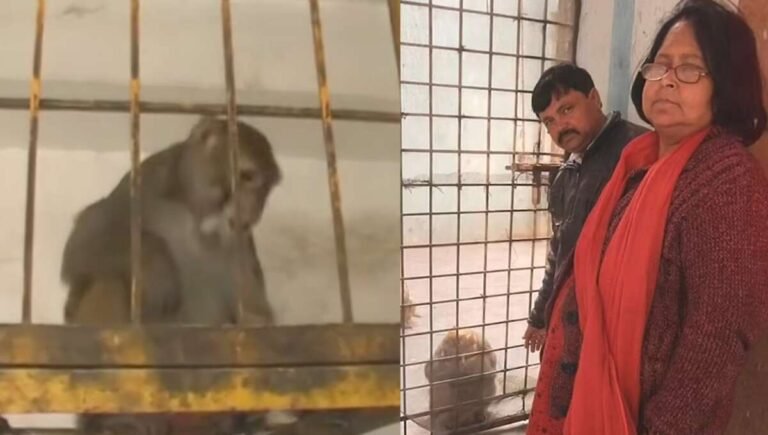 કરોડોની મિલકતનો વારસદાર દીકરો નહીં, વાંદરો!